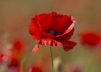 Bourne Hall Garden of Remembrance